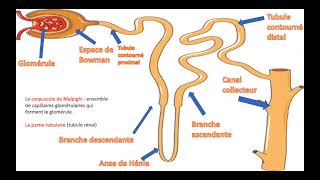 Le néphron  Unité fonctionnelle du Rein [upl. by Theurer]