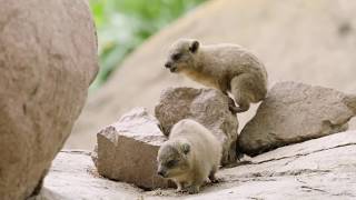 Baby Hyraxes Bounce amp Play [upl. by Mat]