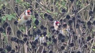 20241112 LJUBLJANA Botanični vrt PASSERIFORMES Carduelis carduelis LIŠČEK [upl. by Jacie]