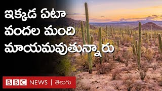 Sonoran Desert ఈ ఎడారిలో ఏటా వందల మంది ఎలా కనిపించకుండా పోతున్నారు  BBC Telugu [upl. by Asaph]