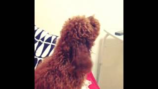 Toy poodle barking [upl. by Yslehc]