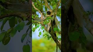 Langurs sound🔇 wildlifephotography shortfeed shorts [upl. by Nitsraek142]