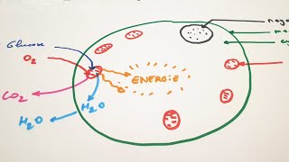 eSVT La respiration cellulaire et ses échanges [upl. by Aleta]