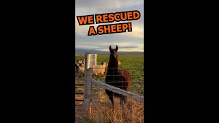 We Rescued A Sheep 🐑💕  PAWSOME PETS [upl. by Bose943]