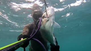 Gilthead XL fishing pesca fish spearfishing diving scubadiving underwater submarine sub [upl. by Rehsu523]