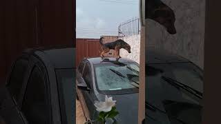 Dog urinates on car roof [upl. by Dor]