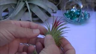 Ionantha Fuego  Get this Most Popular Plant from AirplantShop [upl. by Hak382]