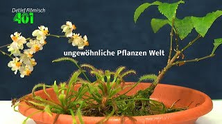 Forsythie und Sonnentau als Wasserpflanze im Haus Eine merkwürdige Gemeinschaft [upl. by Arathorn]