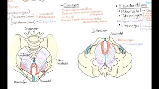 Anatomía Diafragma pélvico [upl. by Sivrup]