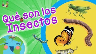 Qué son los Insectos Tipos de Insectos Videos Educativos para Niños [upl. by Florie202]