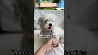 Mudou completamente 😳 cachorros cachorro filhote pets pet shorts short viralvideo [upl. by Aeirdna]