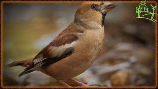 Голоса птиц Как поёт Обыкновенный дубонос Coccothraustes coccothraustes [upl. by Macilroy]