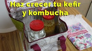 Haz crecer tu kefir y kombucha en clima frío tibicos bulgaros etc [upl. by Neelhsa253]