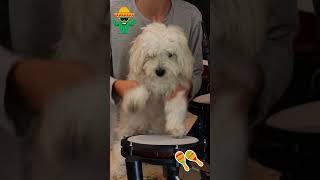 Ringo STARR  Ringo’s Rockin Beat 🥁 dog drums short [upl. by Randee865]