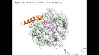 JBC  The Radical SAdenosylLmethionine Enzyme QhpD Catalyzes Sequential Formation of Intra [upl. by Terrijo274]