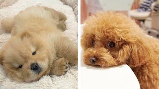 The Adorable Puppies Dogs Are Doing Funny Things 🥰🐶 Cute Puppies [upl. by Maggee]