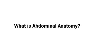 What is Abdominal Anatomy [upl. by Ahsikat]