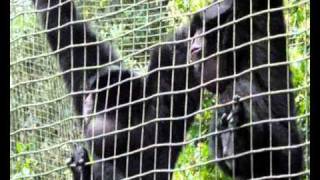 Siamang Gibbons Hylobates syndactylus Making Noise [upl. by Ayerim]