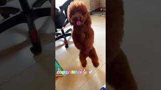 26 October202 4 🐩🐕🥳dog song chicken song 🫶🫰🙏shorts funny EntertainmentWatchtaime [upl. by Ahsatak]