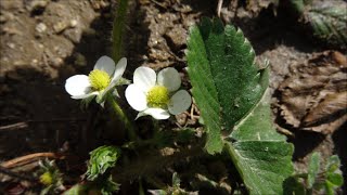 Fraisiers Les Salères 14 avril 2015 Prades [upl. by Letti]