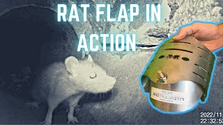 RAT FLAPS STOP RATSThis is how rat flaps work Rat Flap for drains [upl. by Bandur243]