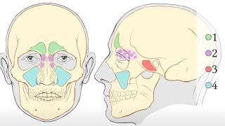 Intraoral massage amp face sculpting [upl. by Sharyl]