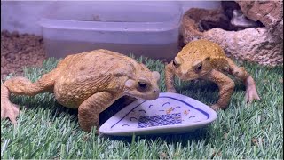 ヒキガエルのエサの取り合いが面白すぎる Interesting toads fighting for food [upl. by Adnuhsed]