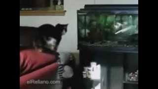 Videos Chistosos De Perros y Gatos [upl. by Yesnyl226]