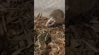 ஆபத்தான பாம்பு  Gaboon Viper Snake Eating Facts  Tamil Info Share shorts [upl. by Jasper837]