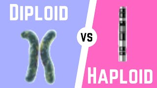 Diploid Cell vs Haploid Cell [upl. by Nama]