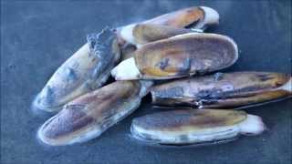 Razor Clam Digging Seabrook WA  Lifestyle [upl. by Shepard186]