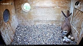 Three Cute Kestrel Chicks Hatch Within Four Hours Reveals And First Feeding  May 21 2022 [upl. by Adnawuj]