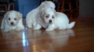 Denning Farms Maltipoo puppies exploring [upl. by Delbert]