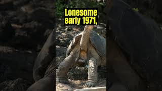 The Loneliest Tortoise Lonesome George [upl. by Irabaj]