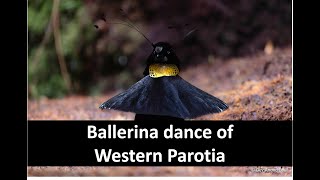 Western Parotias ballerina dance  Arfak mountain  West Papua New Guinea [upl. by Emmye]