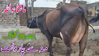 Sahiwal frezin cros cow for sale in punjab pakistan on youtube 13 November 2024 [upl. by Yeltsew966]