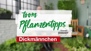 toom Pflanzentipps – Dickmännchen  toom Baumarkt [upl. by Cheng]