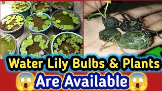 Water Lily tubers And Plants Are Available 😱 waterlilyplant waterlilly aquarium [upl. by Dannye]