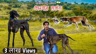 Maharashtra ki Shaan Caravan Hound  The Indian Dog Breed  My Indian Pets [upl. by Noneek393]