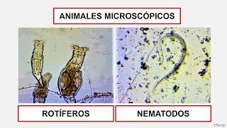 Práctica de laboratorio MICROORGANISMOS EN UNA GOTA DE AGUA ESTANCADA [upl. by Prosser]