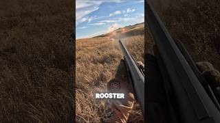 Rooster Puffing😮 hunting fyp youtube short shorts northdakota pheasant [upl. by Leuqar664]