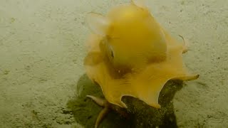 Adorable Flapjack Octopus  Nautilus Live [upl. by Tigges]