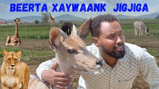 BEERTA XAYAWAAN EE JIGJIGA 2024 [upl. by Malilliw]