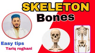 Skeleton system  appendicular skeleton and axial skeleton Bone Anatomy [upl. by Enrika549]