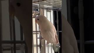 Albino Love Bird Mutation lovebirds birds parrot lovebirdsound lovebird lovebirdszone [upl. by Harlin]