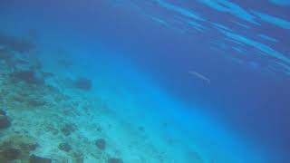 Cozumel  Snorkeling  pipe fish [upl. by Kauppi]