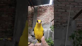 kepodang shortvideo kicaumania kepodang birdaviary burung birds [upl. by Adok369]