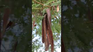 Subabul tree  Subabul seed pods  leucaena tree tree gardening nature trending viralshorts [upl. by Outlaw]