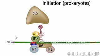 Animation of Protein Synthesis Translation in Prokaryotes [upl. by Saticilef]