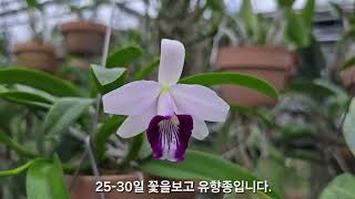 Laelia dayana coerulea [upl. by Sperling]